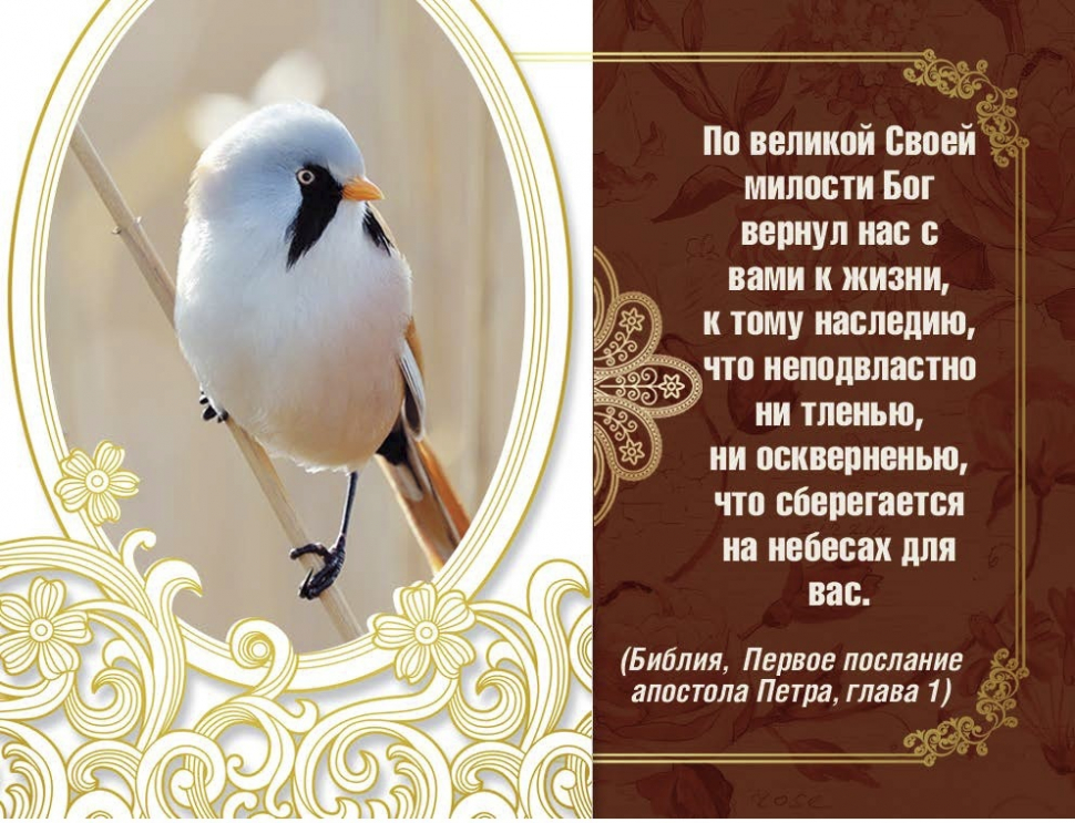 Открытка одинарная 6x8: По великой своей милости Открытка одинарная 6x8: По великой своей милости